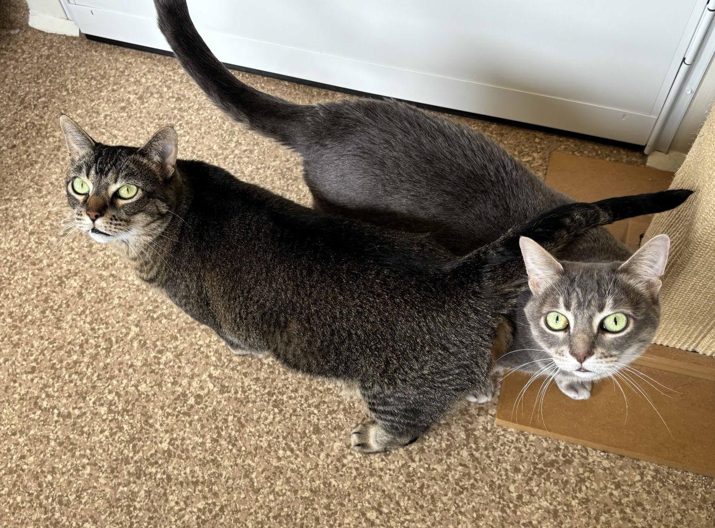Enlarge Gal & Gat, a ADOPTABLE mixed breed in Manitou Springs, CO image 2/6