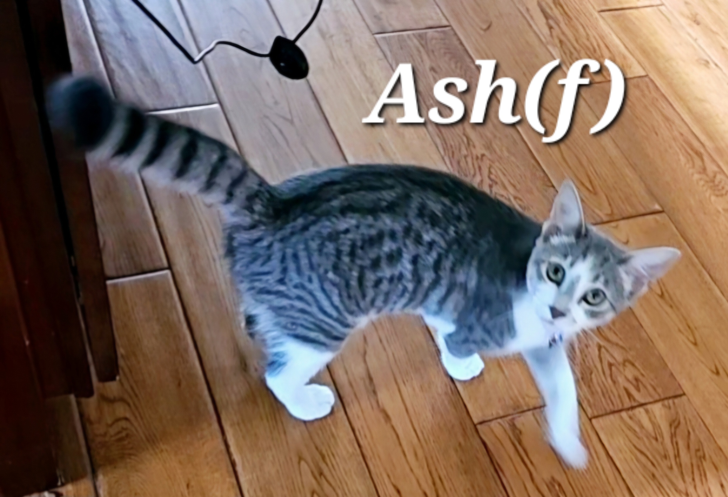 Cat for adoption Ash, a Domestic Short Hair in Fullerton, CA Petfinder
