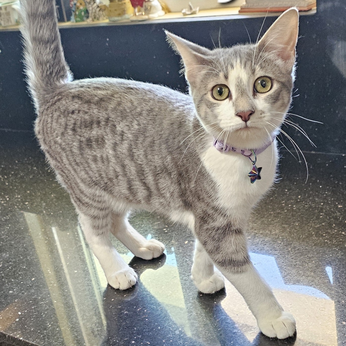 Cat for adoption Ash, a Domestic Short Hair in Fullerton, CA Petfinder