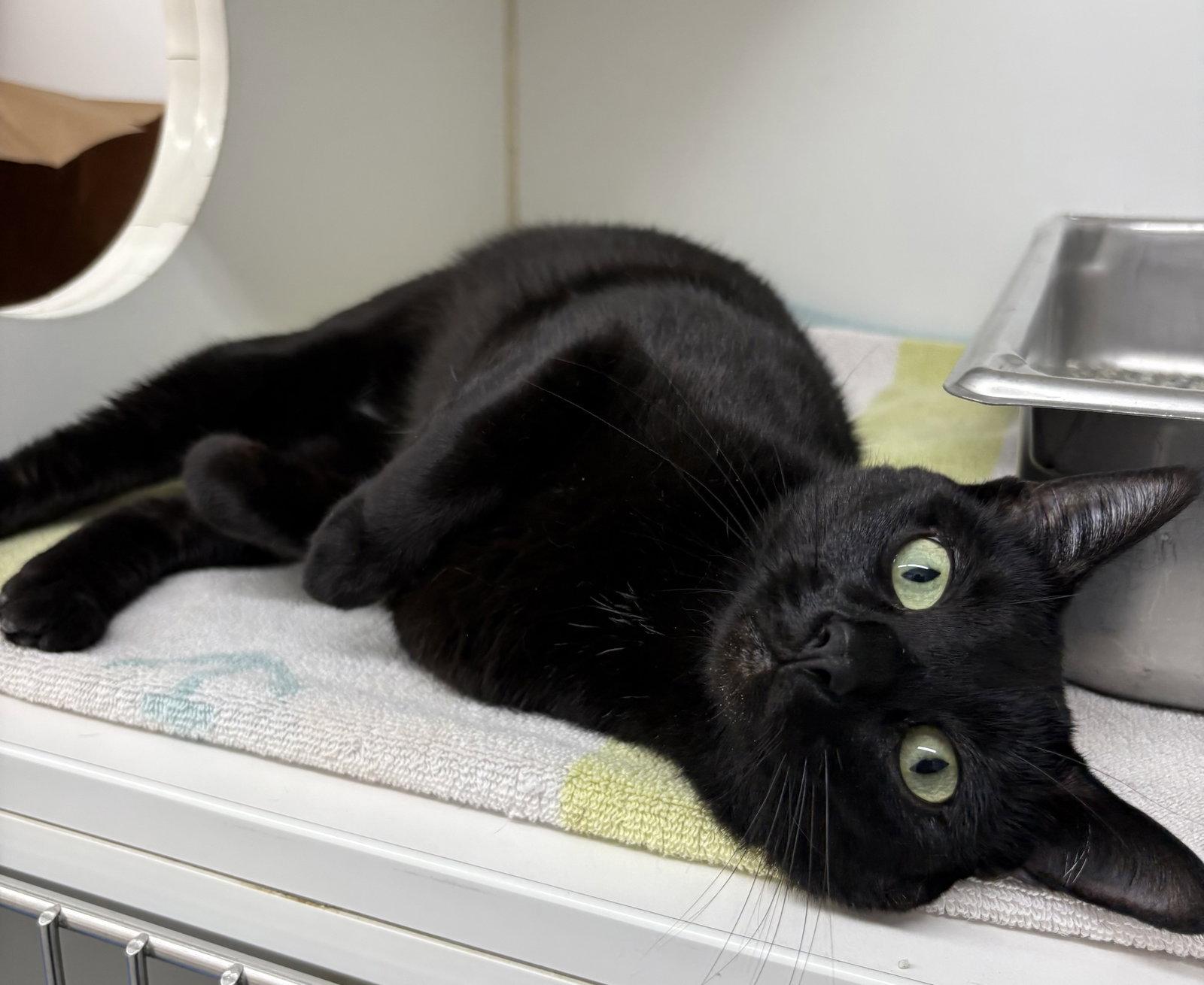 Enlarge Sage 2 year female, a Adoptable Domestic Short Hair in Sterling, MA image 1/1