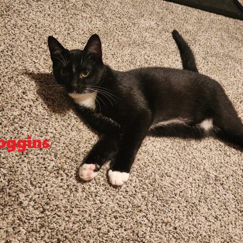 Loggins, Adoptable, Young Male Domestic Short Hair.