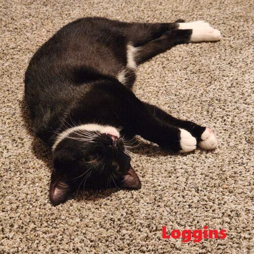 Loggins, a Adoptable Domestic Short Hair in Tipp City, OH image 3/5