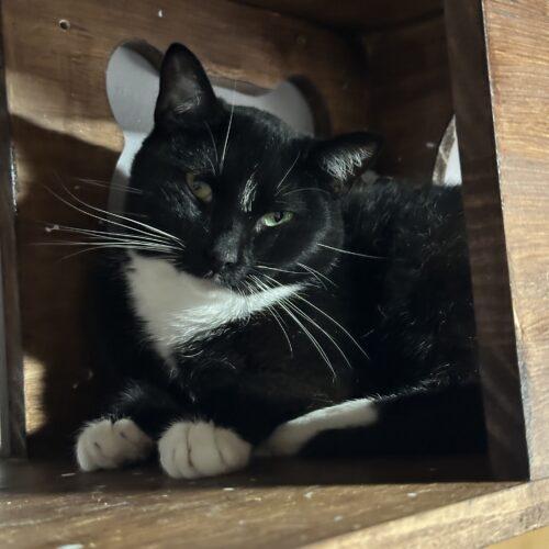 Loggins, a Adoptable Domestic Short Hair in Tipp City, OH image 4/5