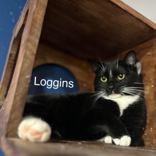 Loggins, a Adoptable Domestic Short Hair in Tipp City, OH image 5/5