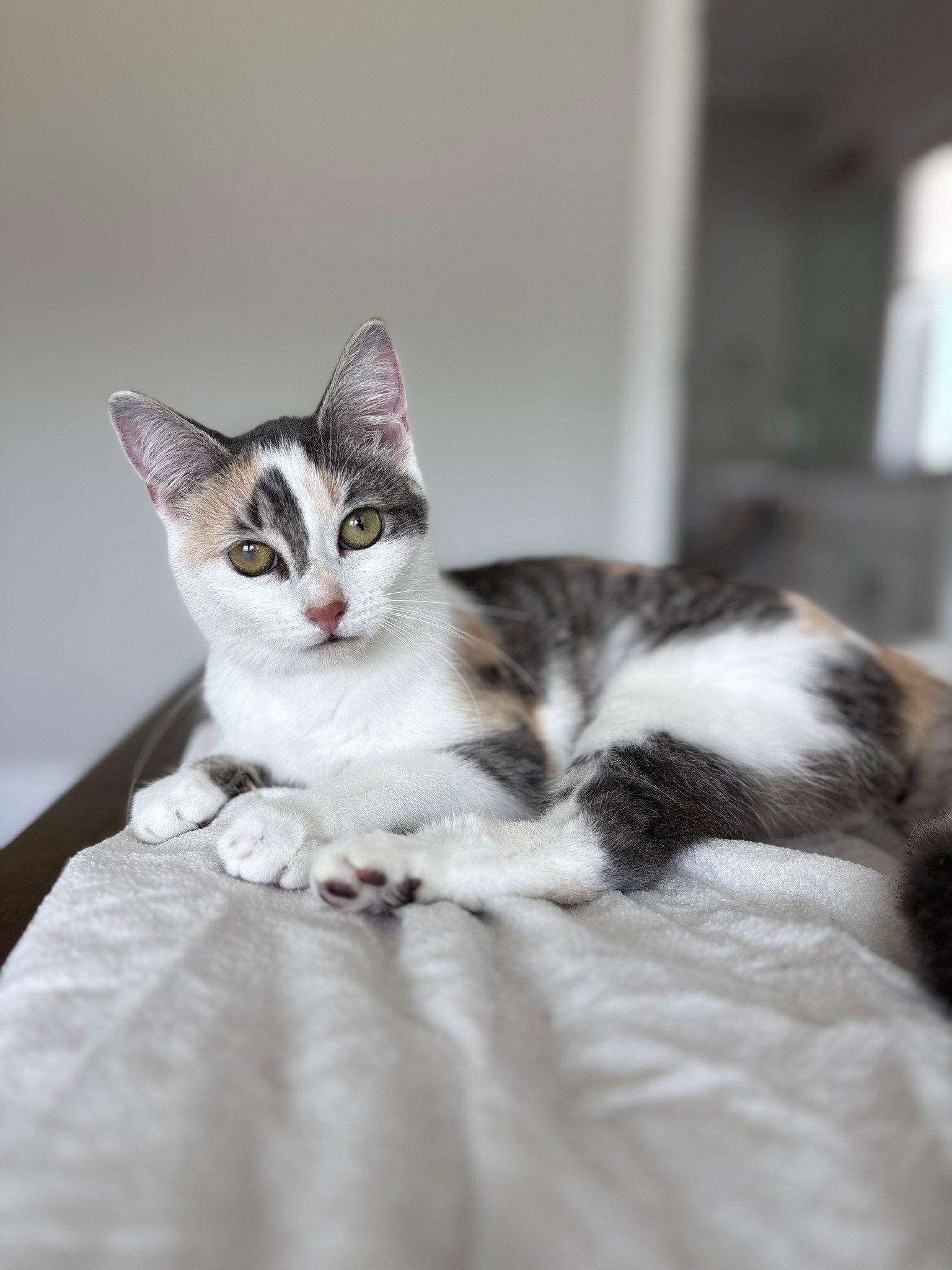 Sophia, Adopted, Young Female Domestic Short Hair.