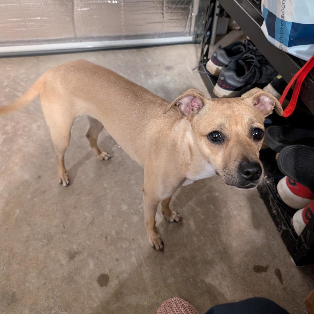 Bambi, Adoptable, Young Female Whippet.