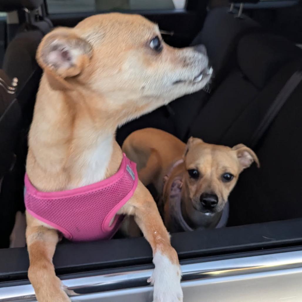 Bambi, a Adoptable Whippet in Austell, GA image 2/6