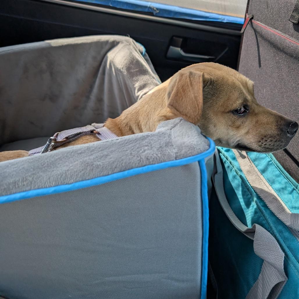 Bambi, a Adoptable Whippet in Austell, GA image 3/6