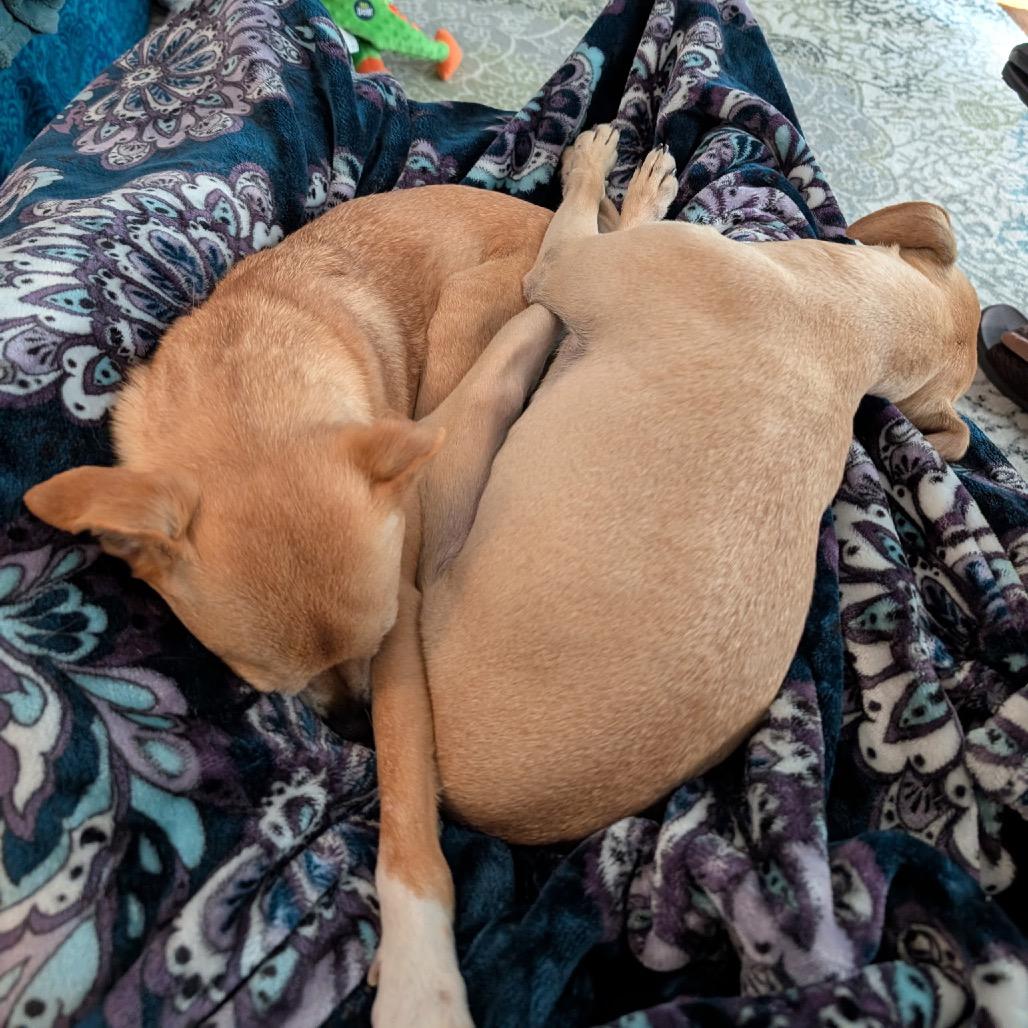 Bambi, a Adoptable Whippet in Austell, GA image 4/6