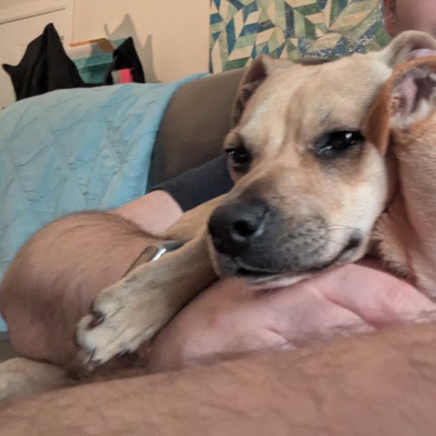 Bambi, a Adoptable Whippet in Austell, GA image 5/6