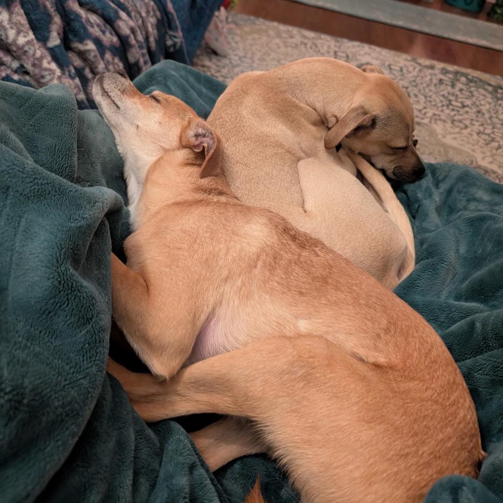 Bambi, a Adoptable Whippet in Austell, GA image 6/6