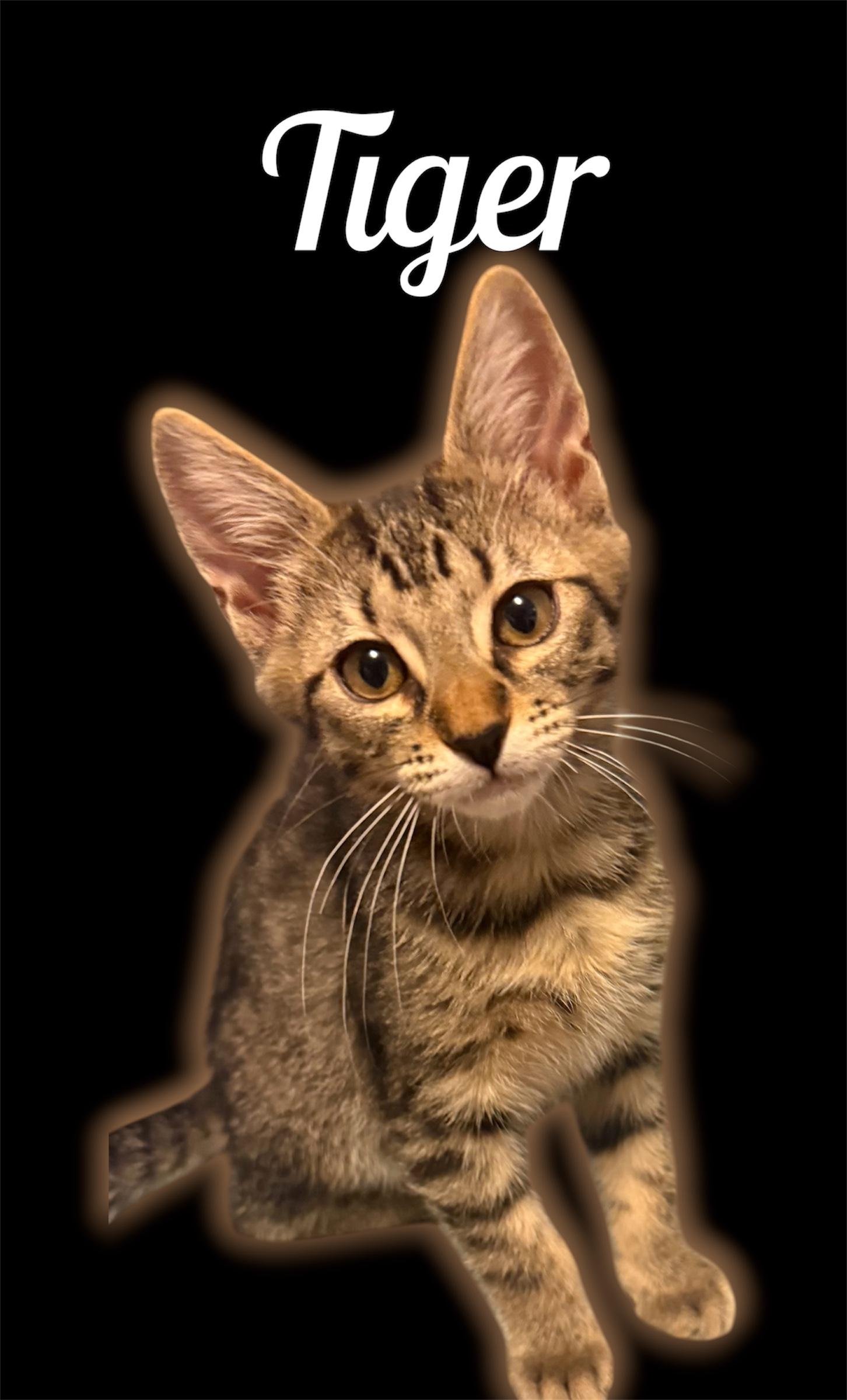 Tiger, ADOPTABLE, Kitten Male Domestic Short Hair.
