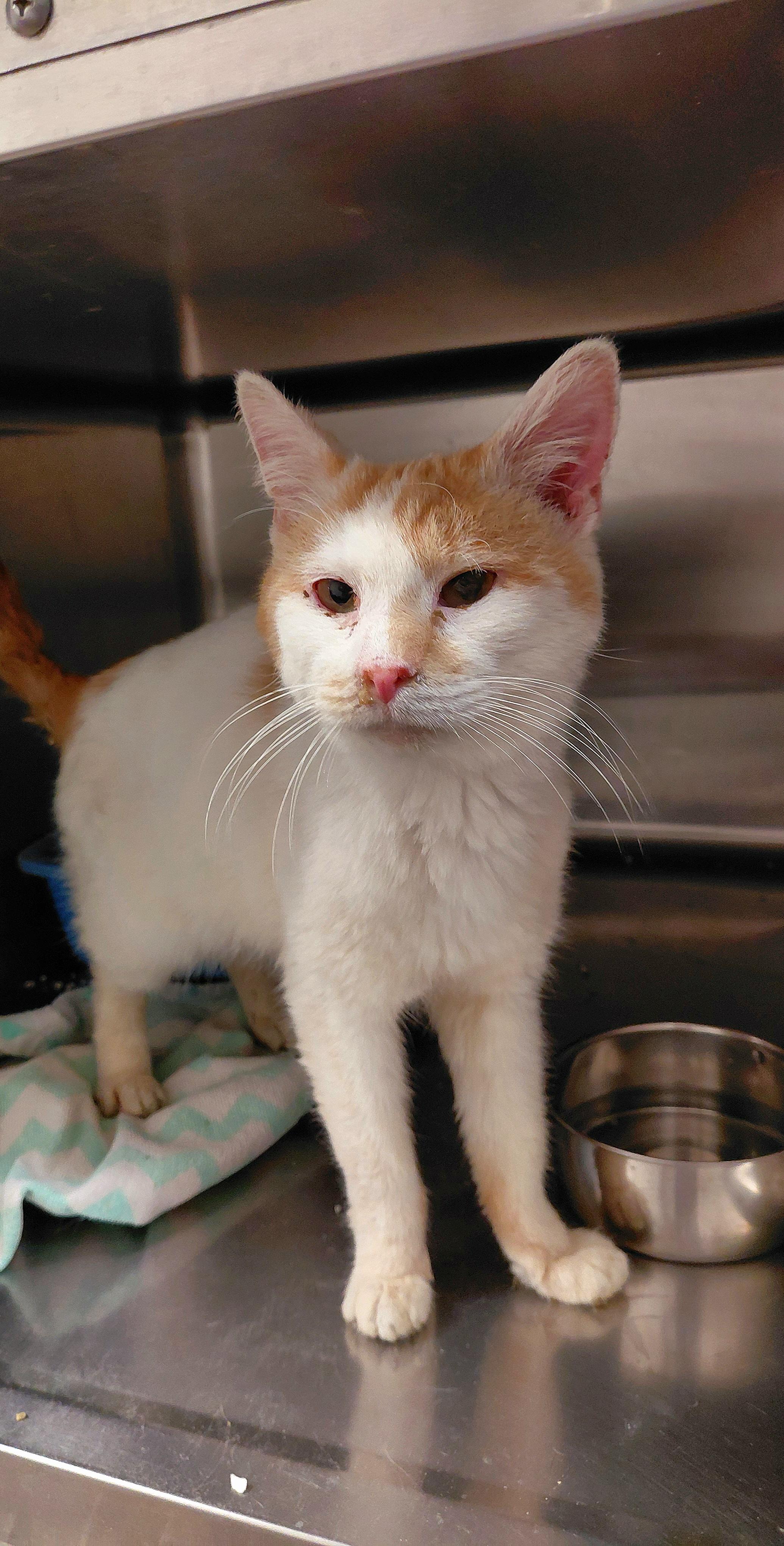 Patrick, a Adoptable Domestic Short Hair in Stanley, VA image 1/2