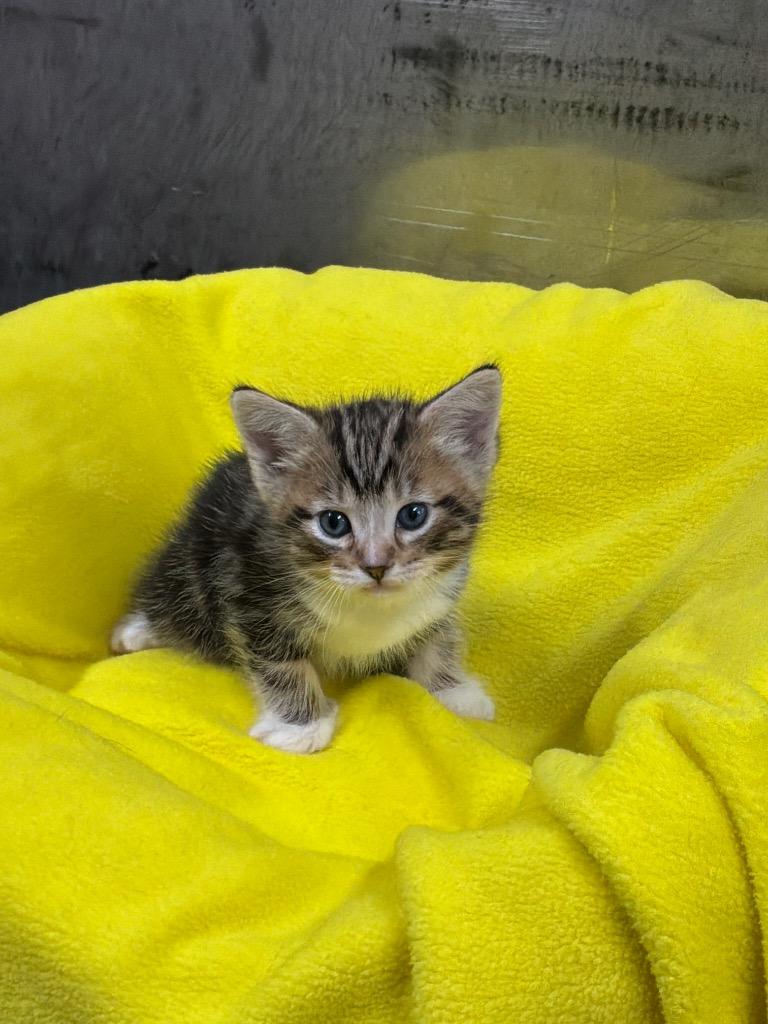 Enlarge Edison, an adopted Tabby in Mira Loma, CA image 1/1