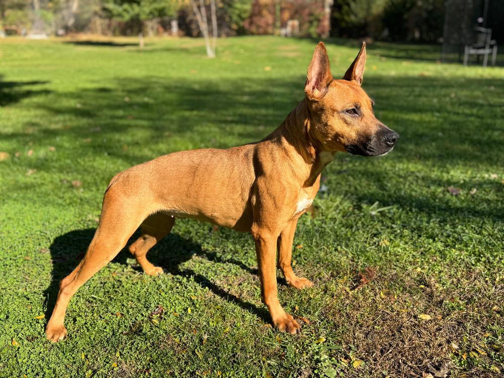 Malibu, Adoptable, Young Female Belgian Shepherd / Malinois & Pit Bull Terrier.