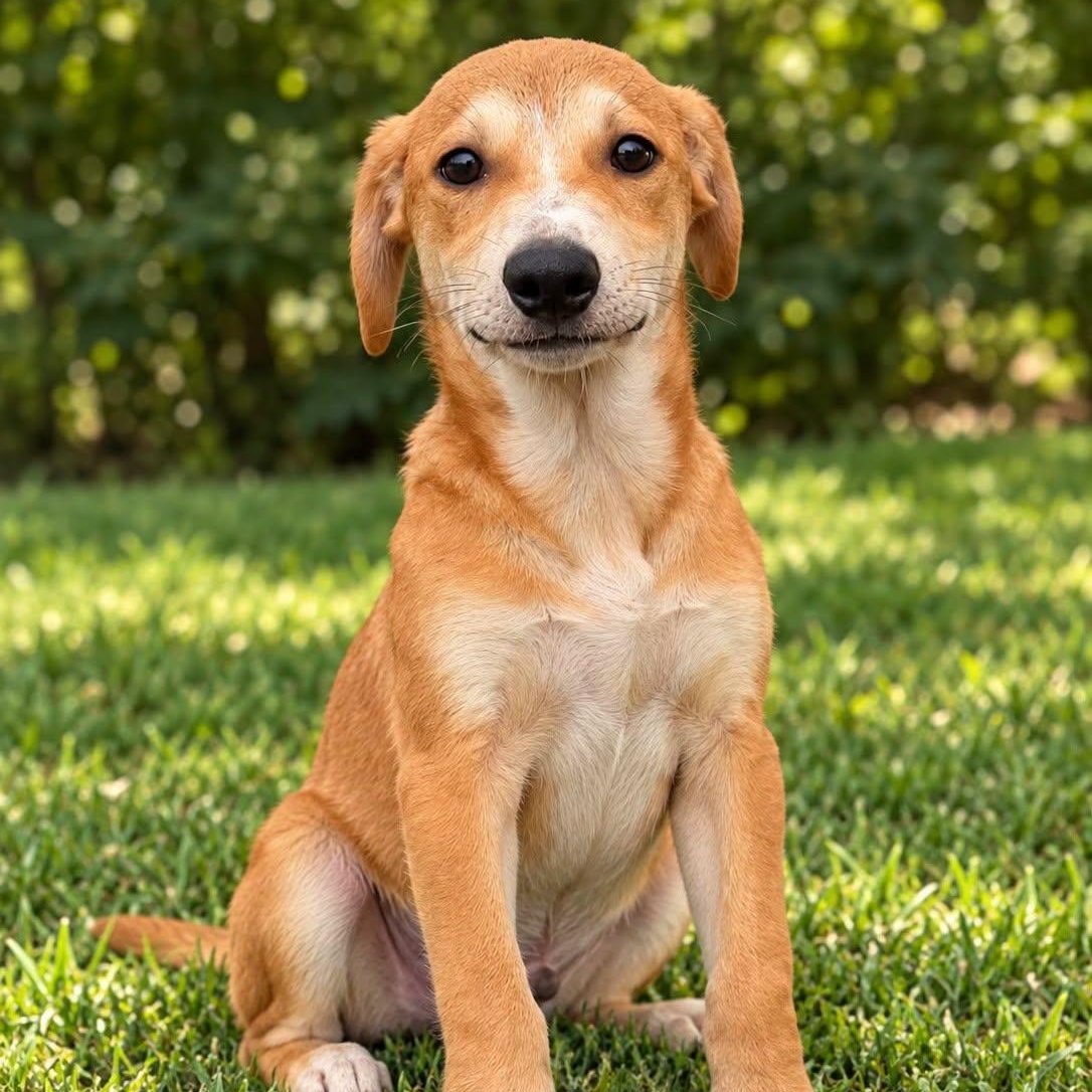 Enlarge HERCULES, a Adoptable Mixed Breed in Cranston, RI image 1/1