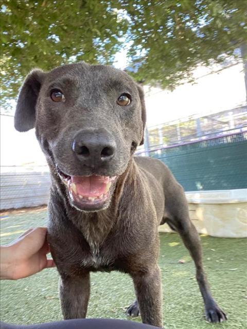 LEVI, Adoptable, Adult Male Blue Lacy & Mixed Breed.