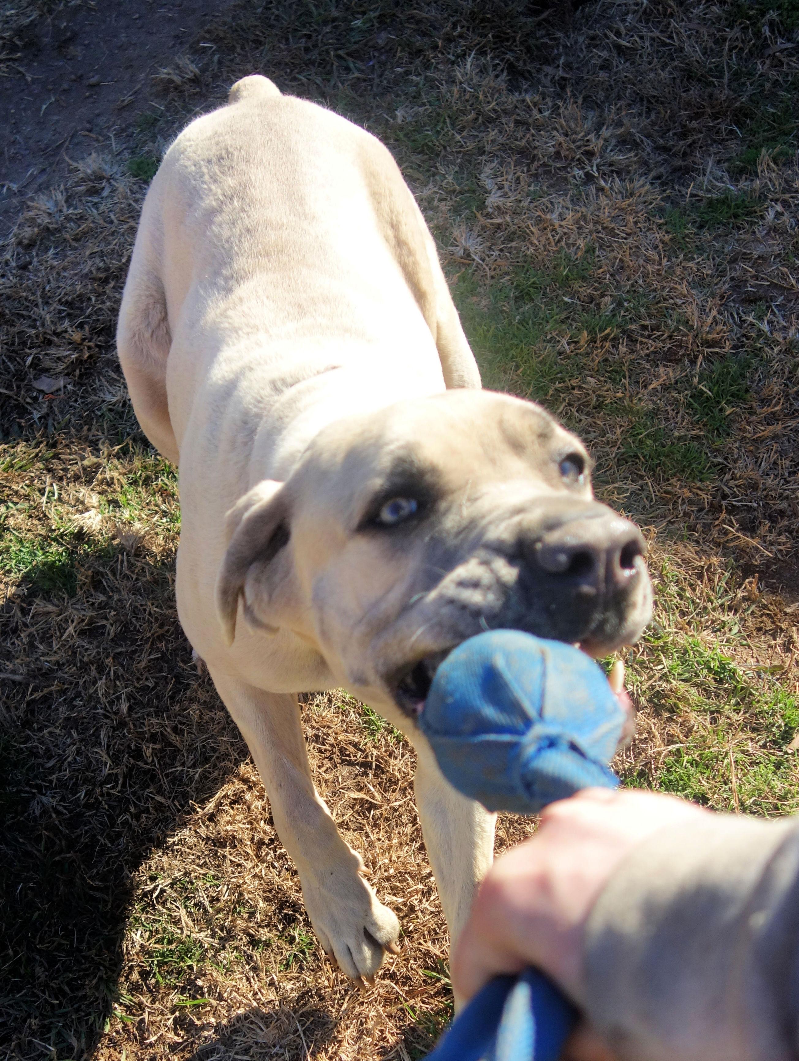 Bambi, a Adoptable Cane Corso in Norwood, GA image 4/6