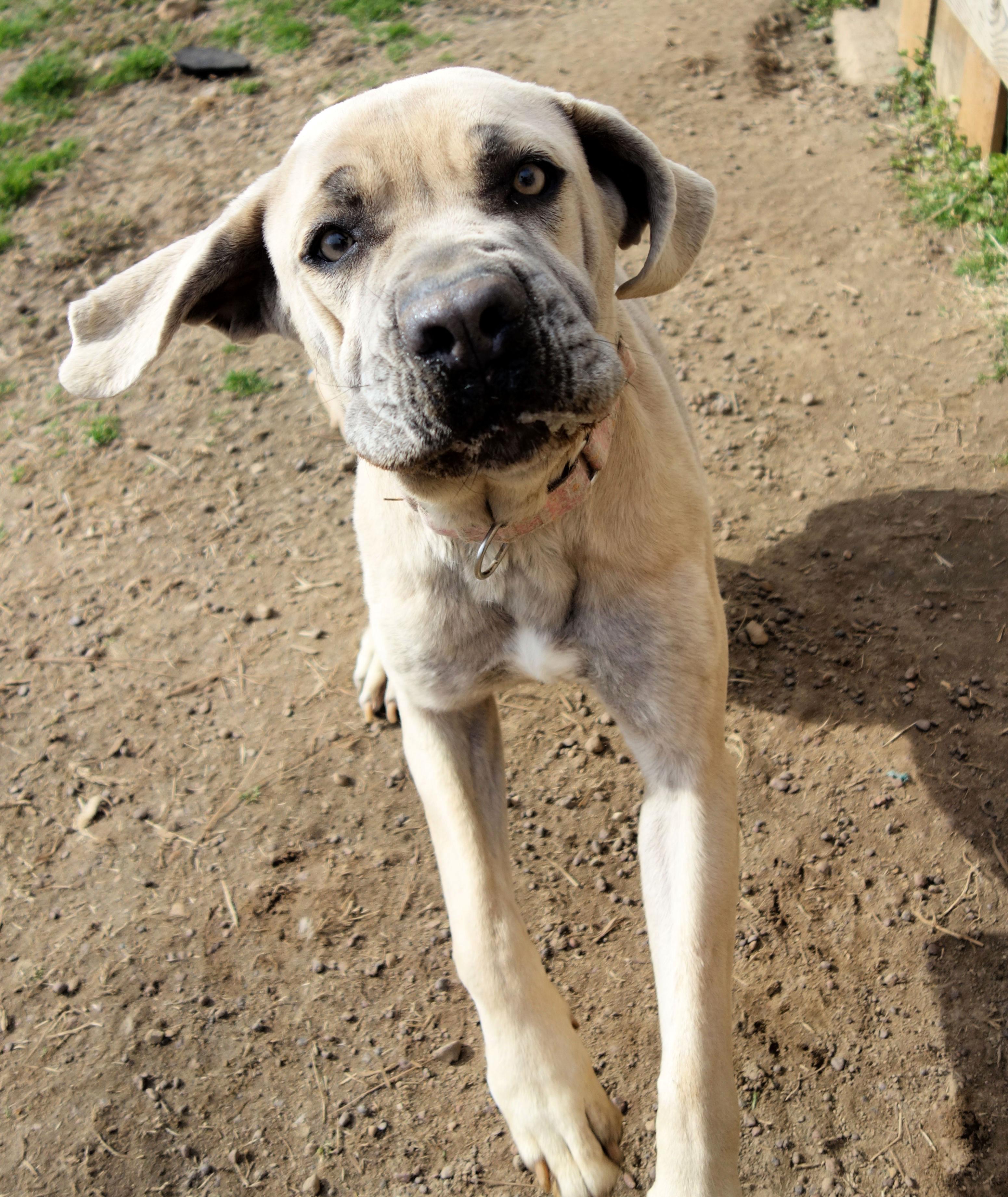 Bambi, a Adoptable Cane Corso in Norwood, GA image 3/6