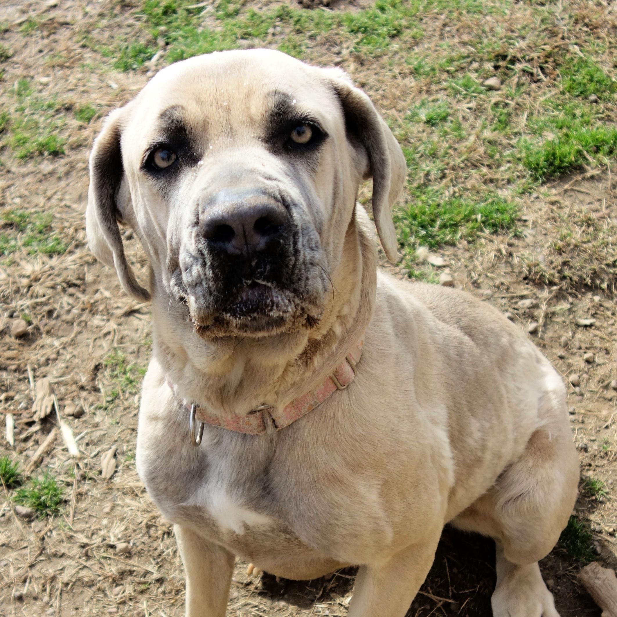 Bambi, a Adoptable Cane Corso in Norwood, GA image 1/6