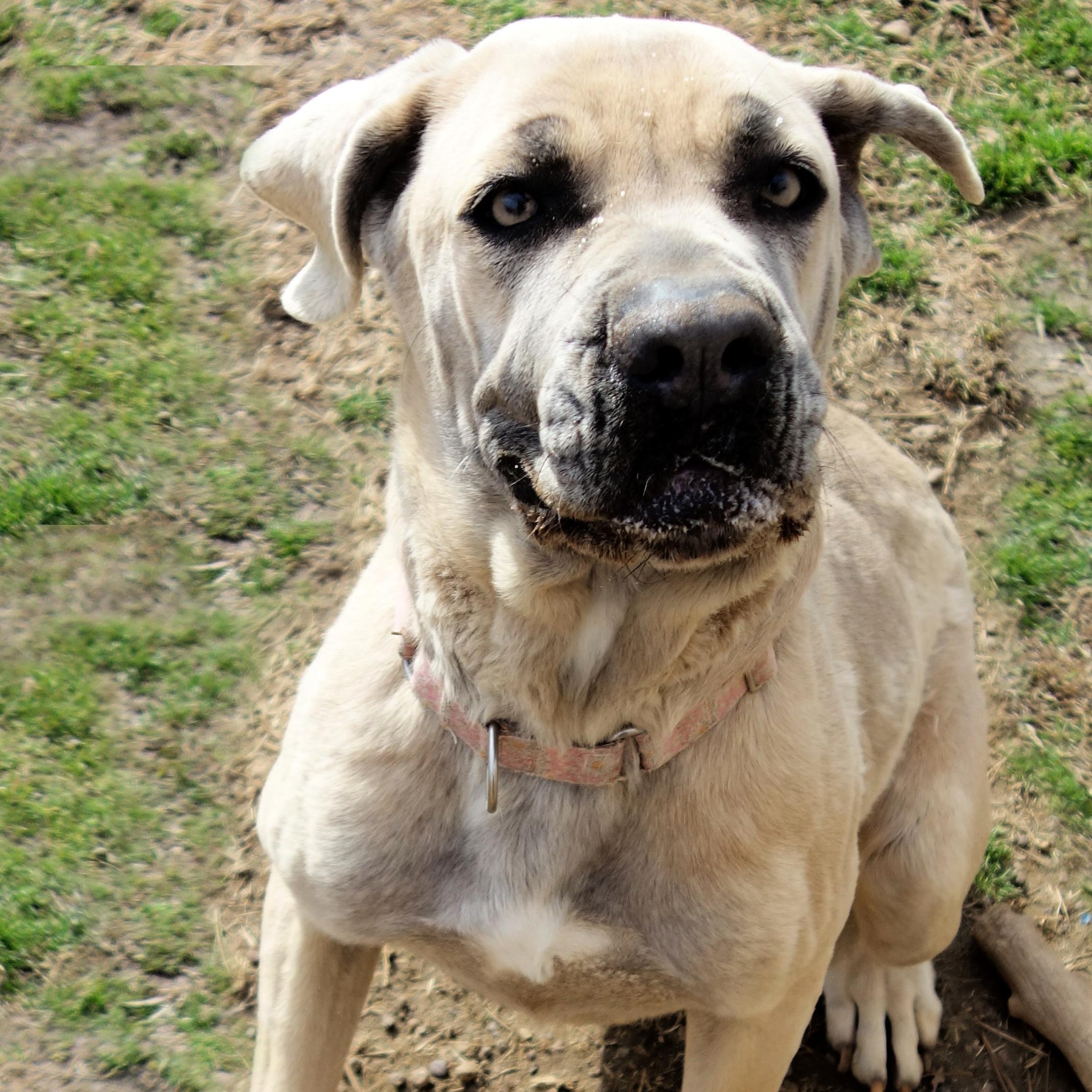 Bambi, a Adoptable Cane Corso in Norwood, GA image 6/6