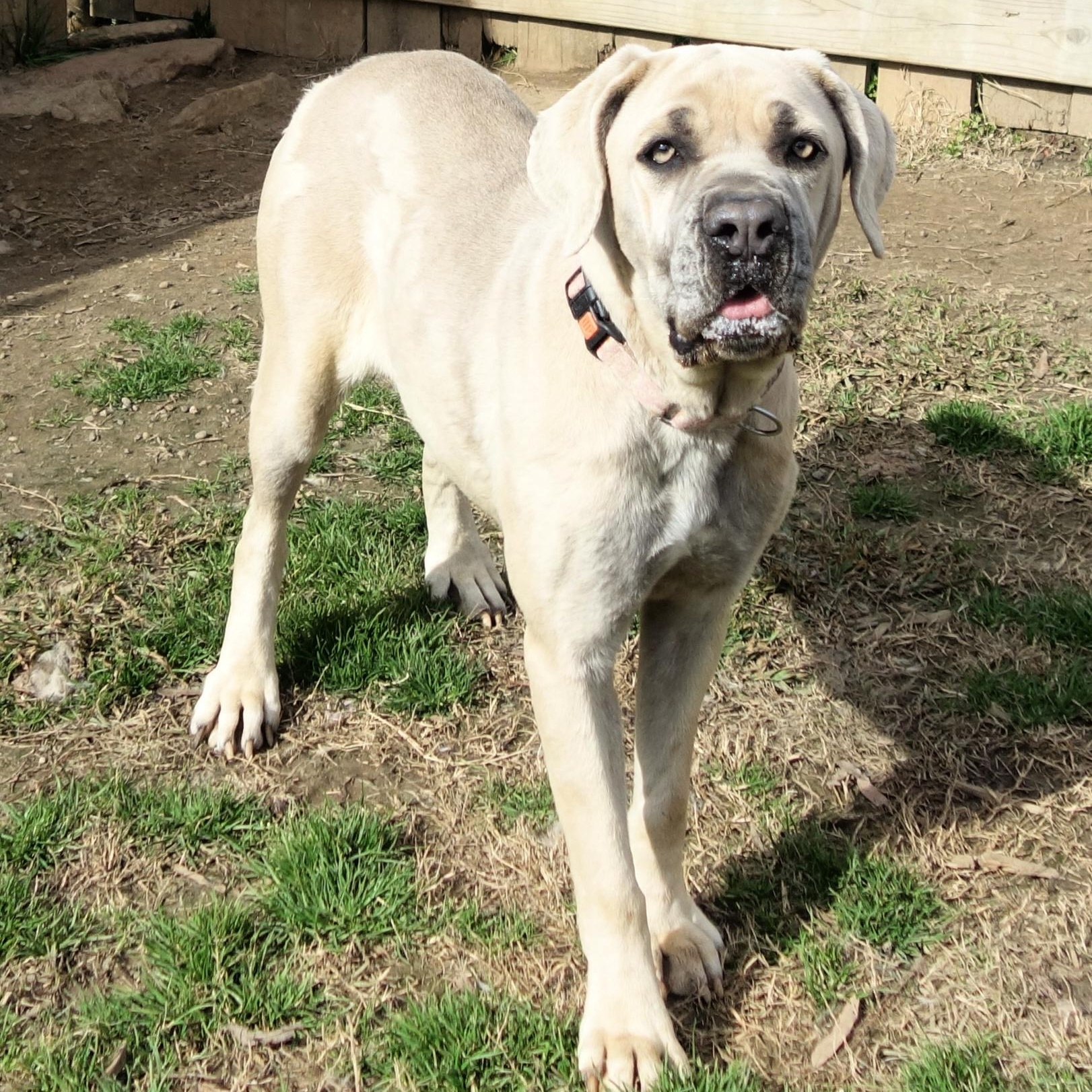 Bambi, a Adoptable Cane Corso in Norwood, GA image 2/6