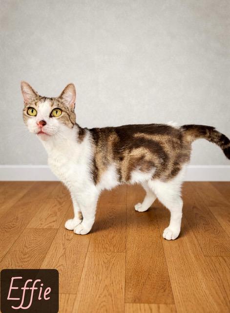 Enlarge Effie, a ADOPTABLE mixed breed in Englewood, FL image 1/1