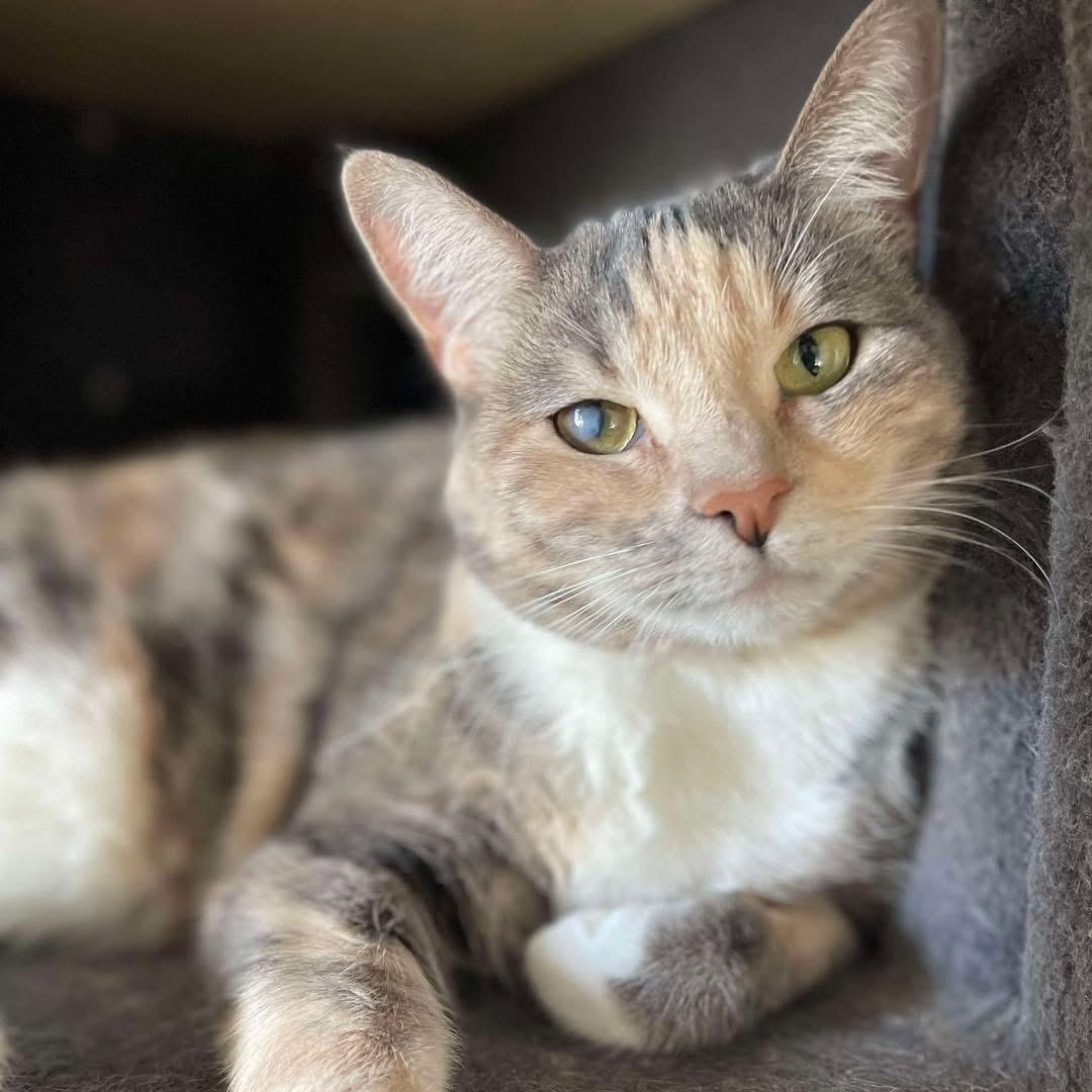 Candy, adopted, Adult Female Dilute Calico.