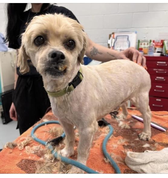 Toby - Loves to Cuddle!, ADOPTABLE, Senior Male Cockapoo.