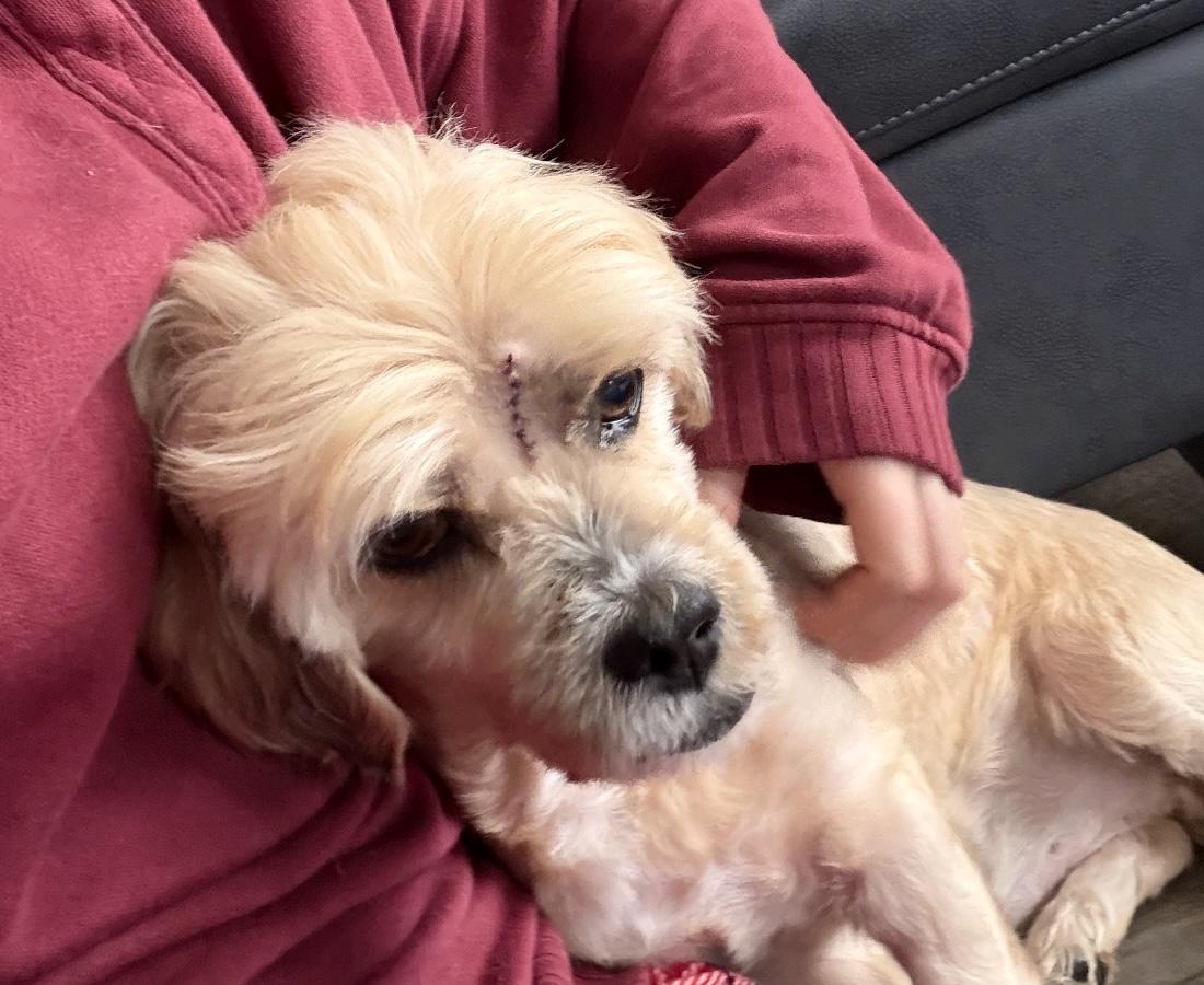 Toby - Loves to Cuddle!, ADOPTABLE, Senior Male Cockapoo.