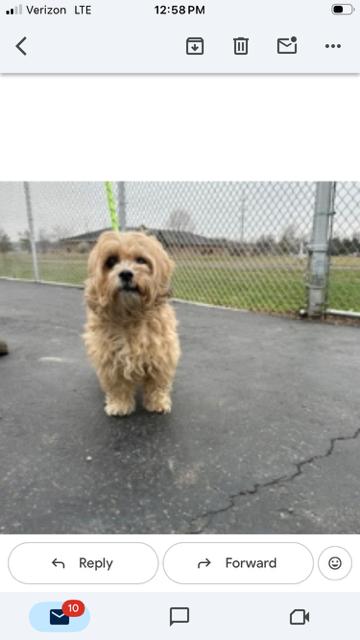 Enlarge Toby - Loves to Cuddle!, a ADOPTABLE Cockapoo in Holland, MI image 3/3