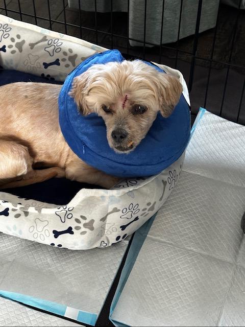 Enlarge Toby - Loves to Cuddle!, a ADOPTABLE Cockapoo in Holland, MI image 2/3