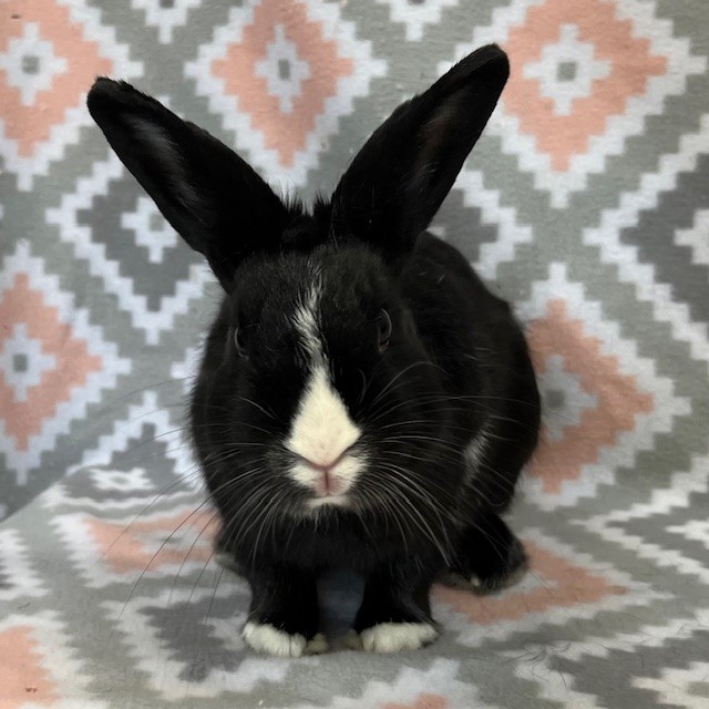 Leo, Adoptable, Young Male Dutch.