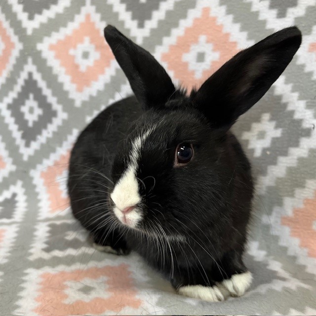 Enlarge Leo, a Adoptable Dutch in Erie, PA image 4/6