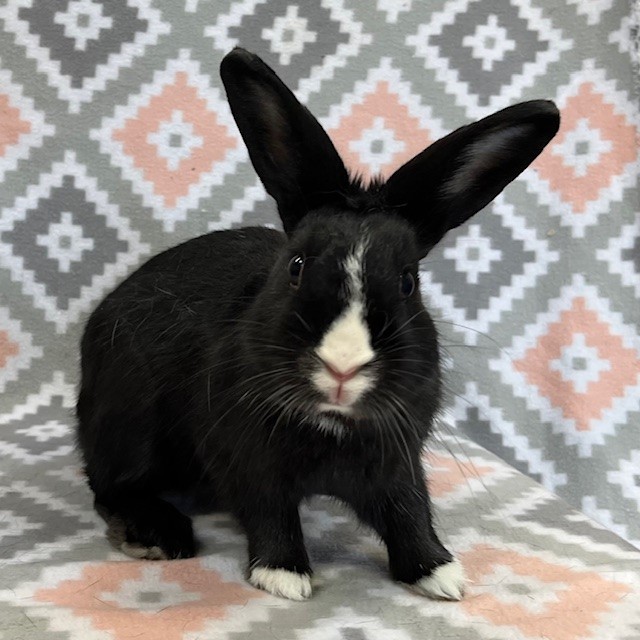 Enlarge Leo, a Adoptable Dutch in Erie, PA image 5/6