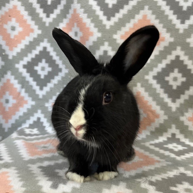 Enlarge Leo, a Adoptable Dutch in Erie, PA image 6/6