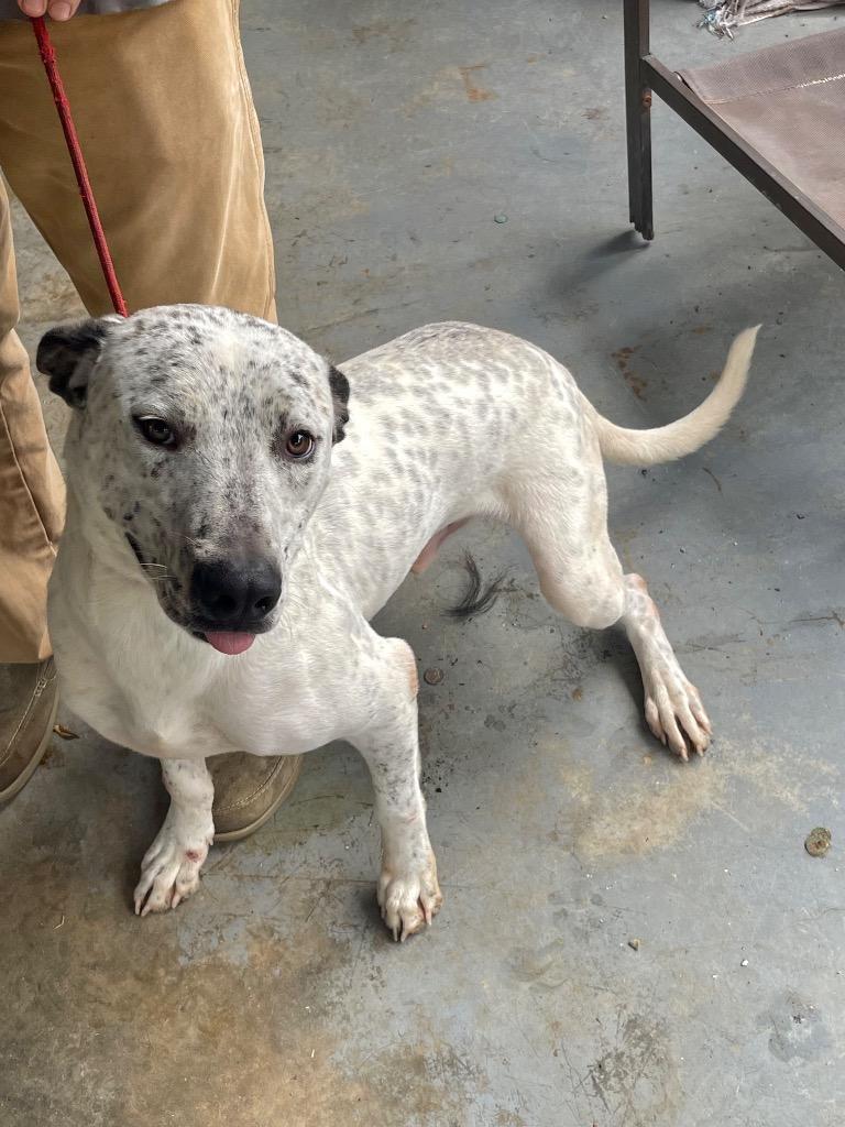 Mercedes, Adoptable, Adult Male Mixed Breed.