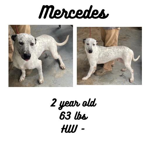 Mercedes, a Adoptable mixed breed in Albany, GA image 2/3
