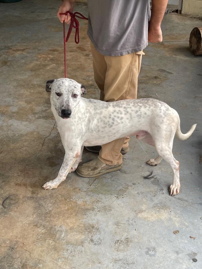 Mercedes, a Adoptable mixed breed in Albany, GA image 3/3