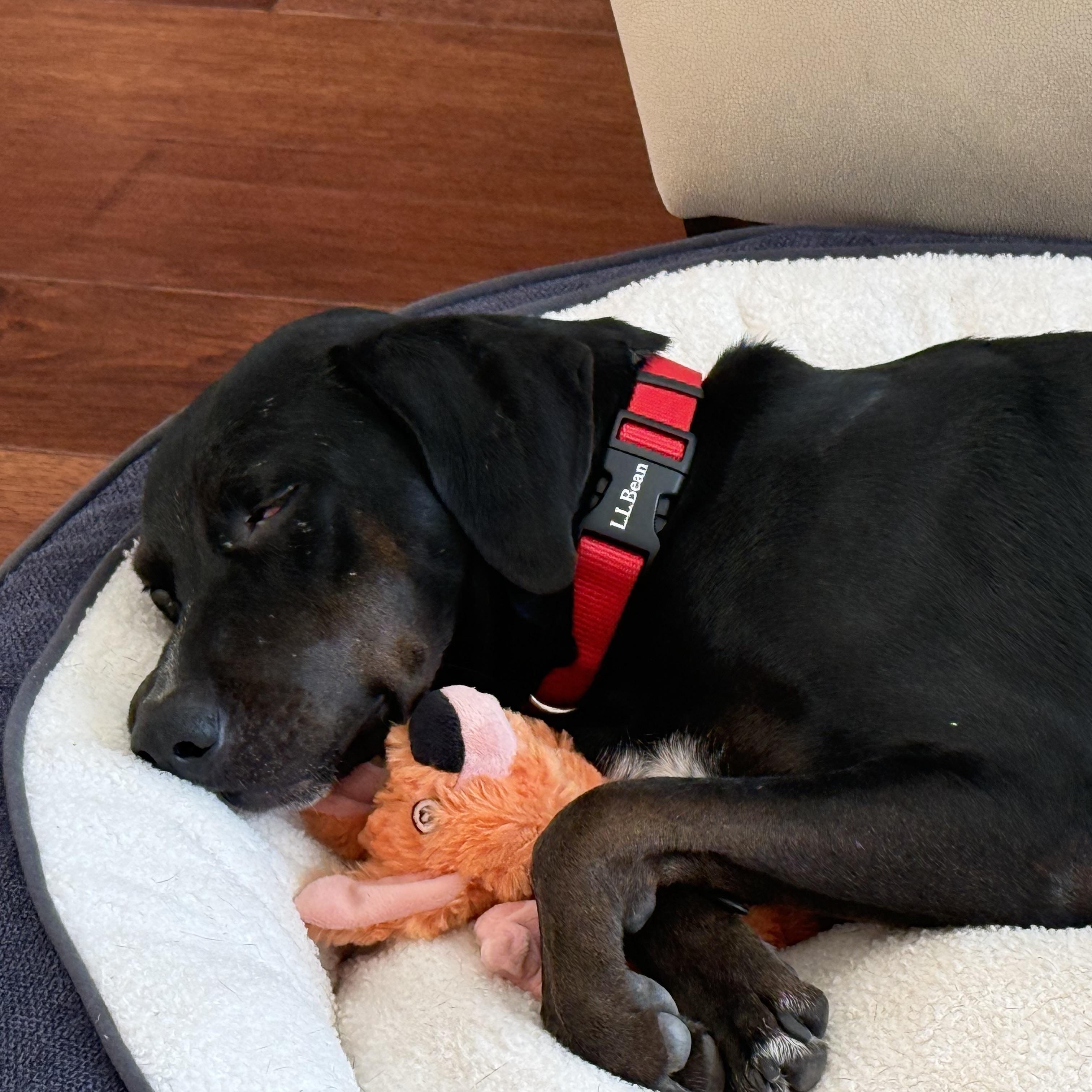 Enlarge Ruby, a Adoptable mixed breed in Hartford, CT image 6/6