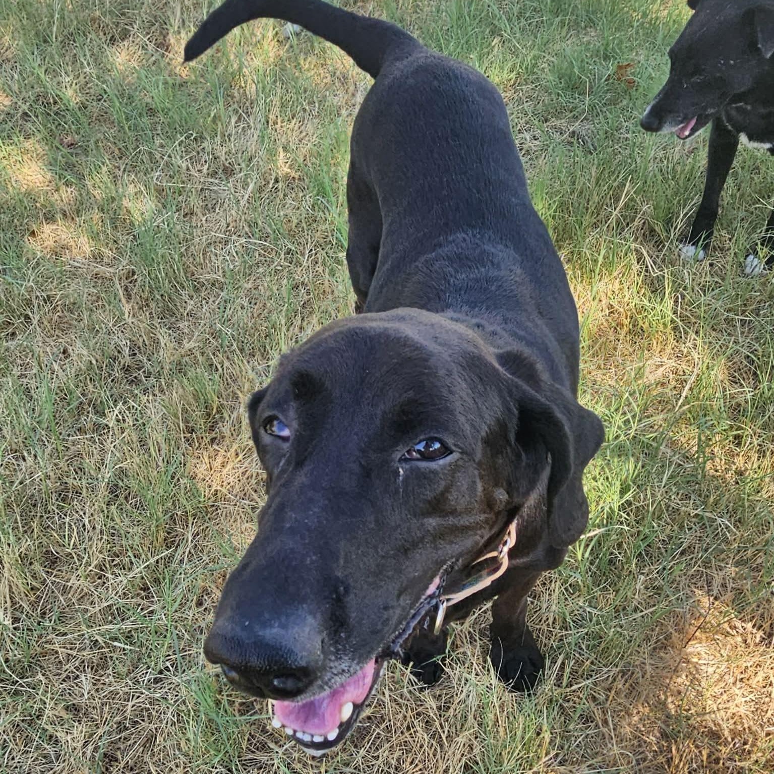 Enlarge Ruby, a Adoptable mixed breed in Hartford, CT image 1/6
