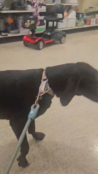 Enlarge Ruby, a Adoptable mixed breed in Hartford, CT video 3/6