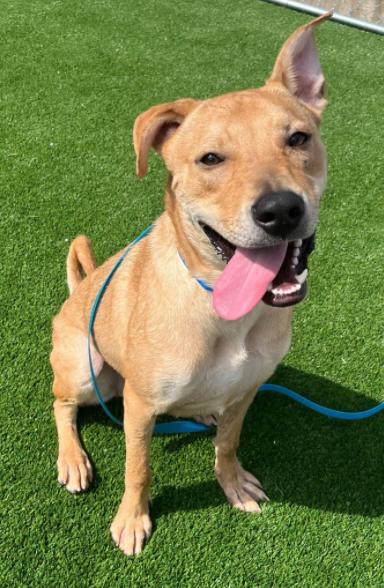 Meatball, Adoptable, Young Male Labrador Retriever.