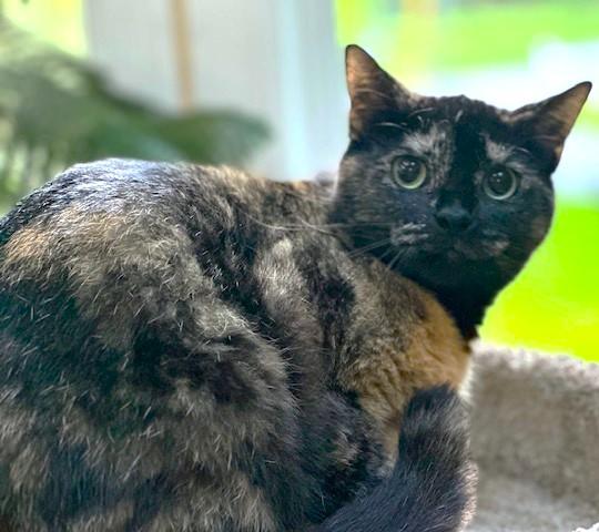 SWEET SERENE - TERRIFIC TORTOISESHELL!