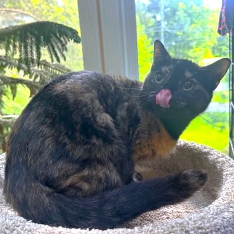 SWEET SERENE - TERRIFIC TORTOISESHELL!