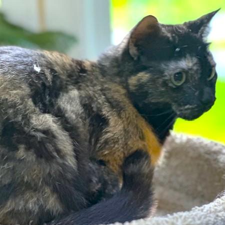 SWEET SERENE - TERRIFIC TORTOISESHELL!, a Adoptable mixed breed in Danbury, CT image 2/6