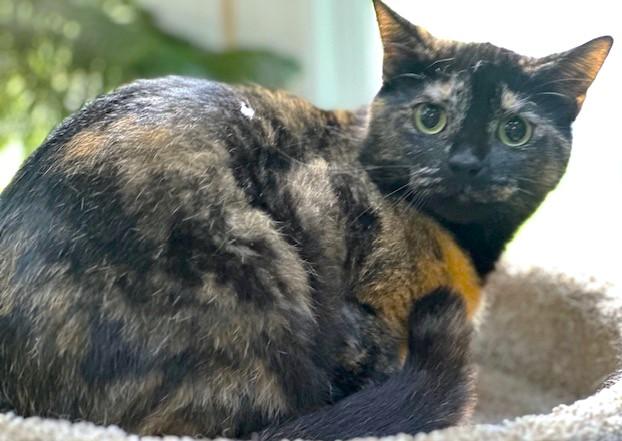 SWEET SERENE - TERRIFIC TORTOISESHELL!