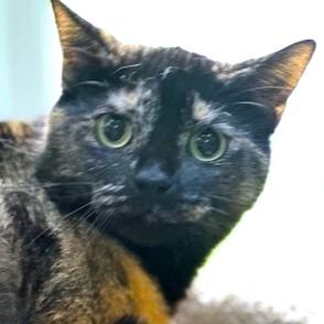SWEET SERENE - TERRIFIC TORTOISESHELL!, a Adoptable mixed breed in Danbury, CT image 1/6
