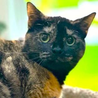 SWEET SERENE - TERRIFIC TORTOISESHELL!, a Adoptable mixed breed in Danbury, CT image 4/6