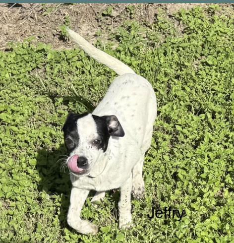 Jeffrey photo 3